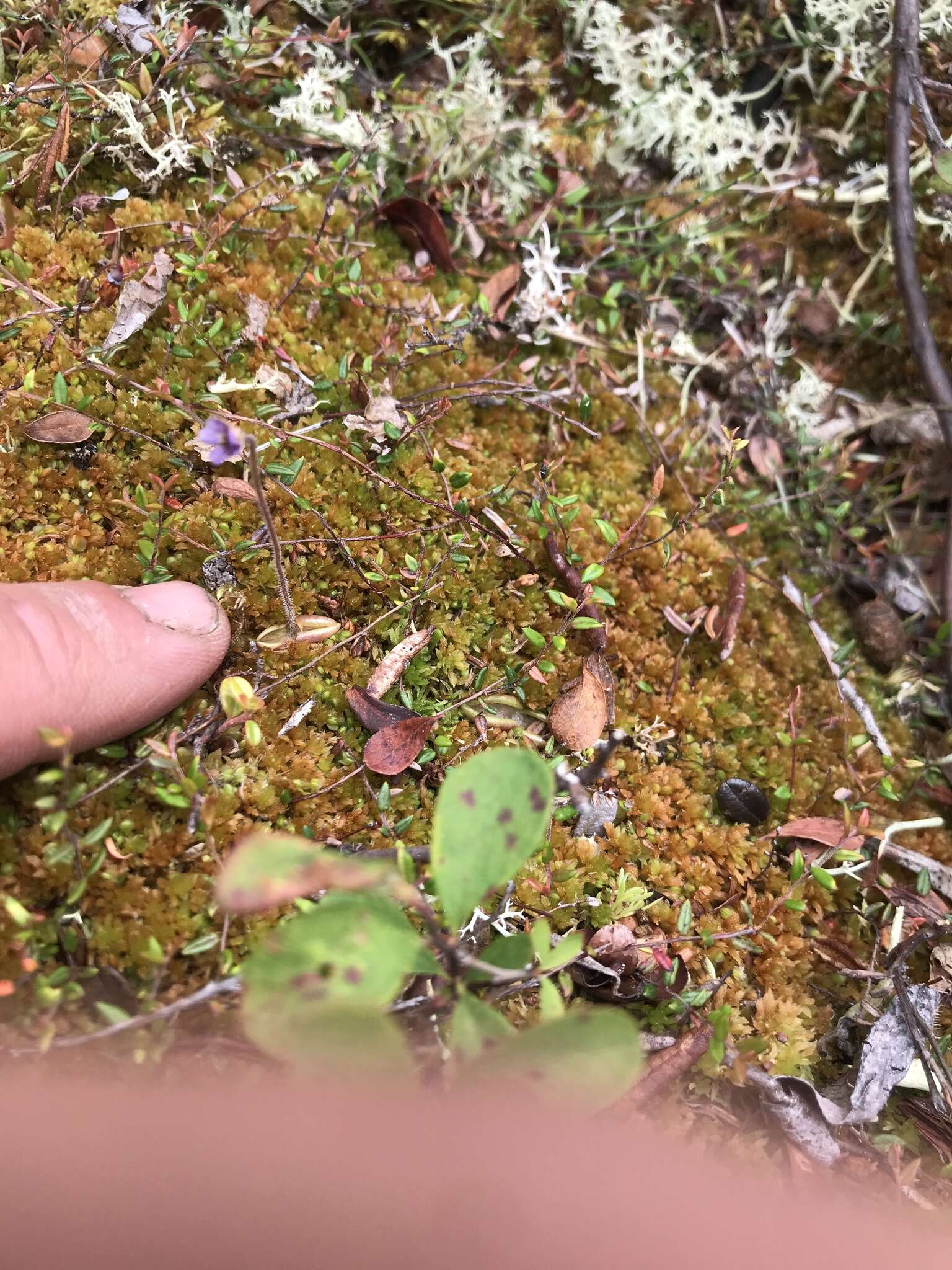 Imagem de Pinguicula villosa L.