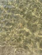 Image of Atlantic sea nettle