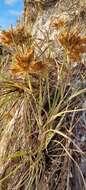 Sivun Spinifex hirsutus Labill. kuva