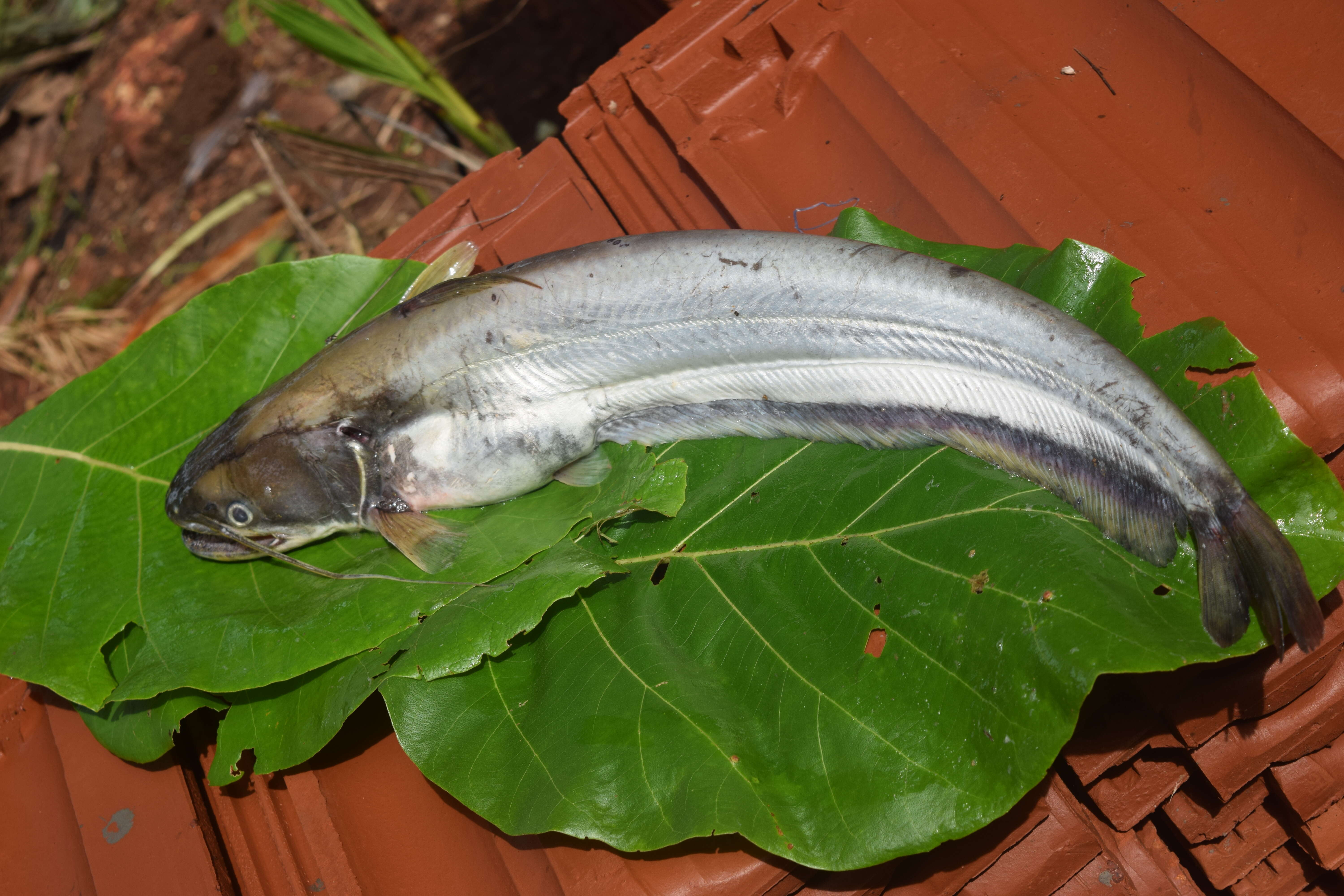 Image of Great white sheatfish