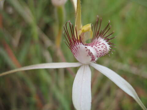 Image of Daddy-long-legs spider orchid