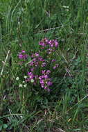 Image de Pedicularis nordmanniana Bunge