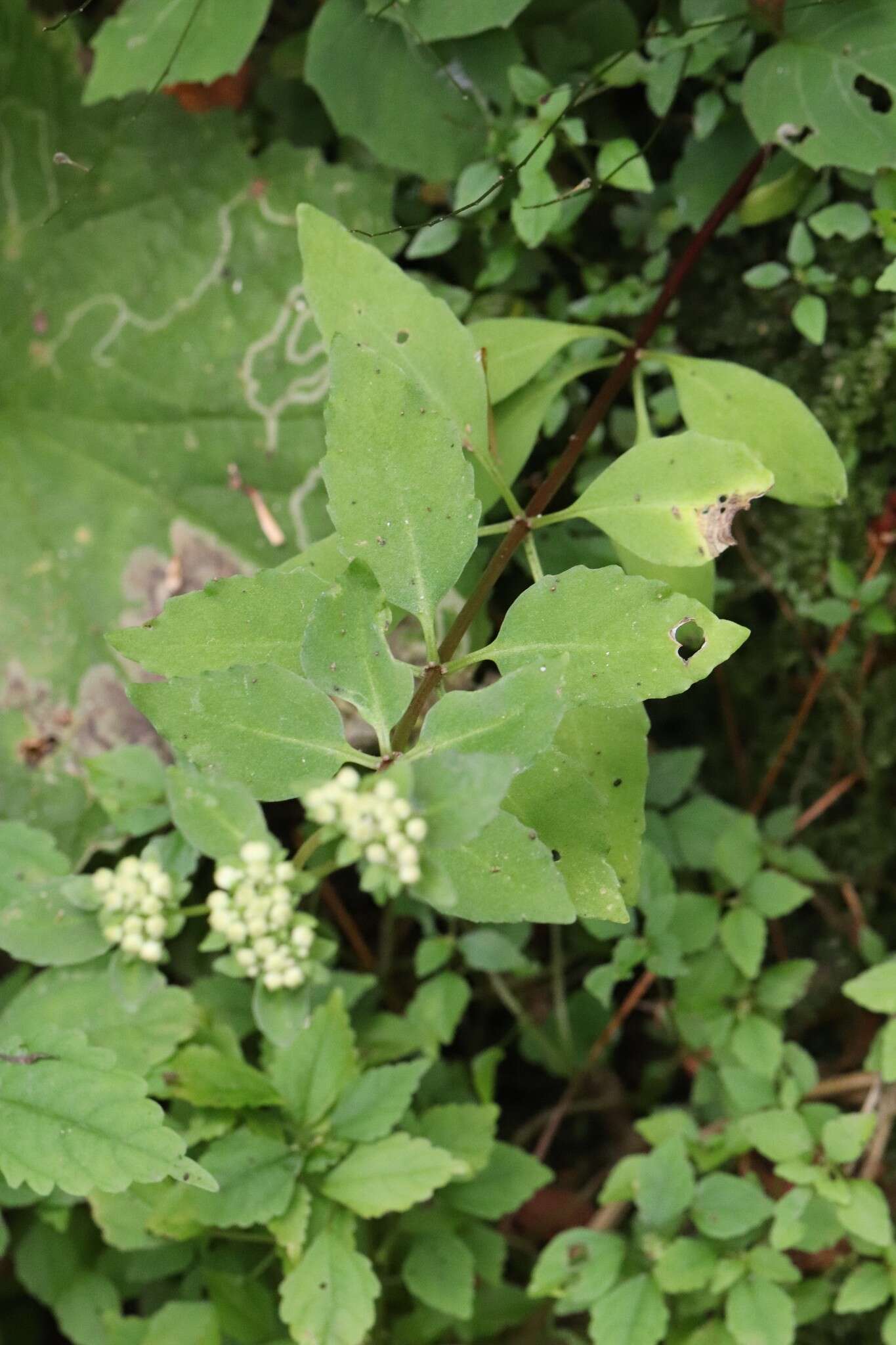 Image of Hylotelephium viviparum (Maxim.) H. Ohba