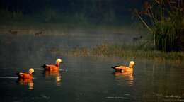 Image of Ruddy Shelduck