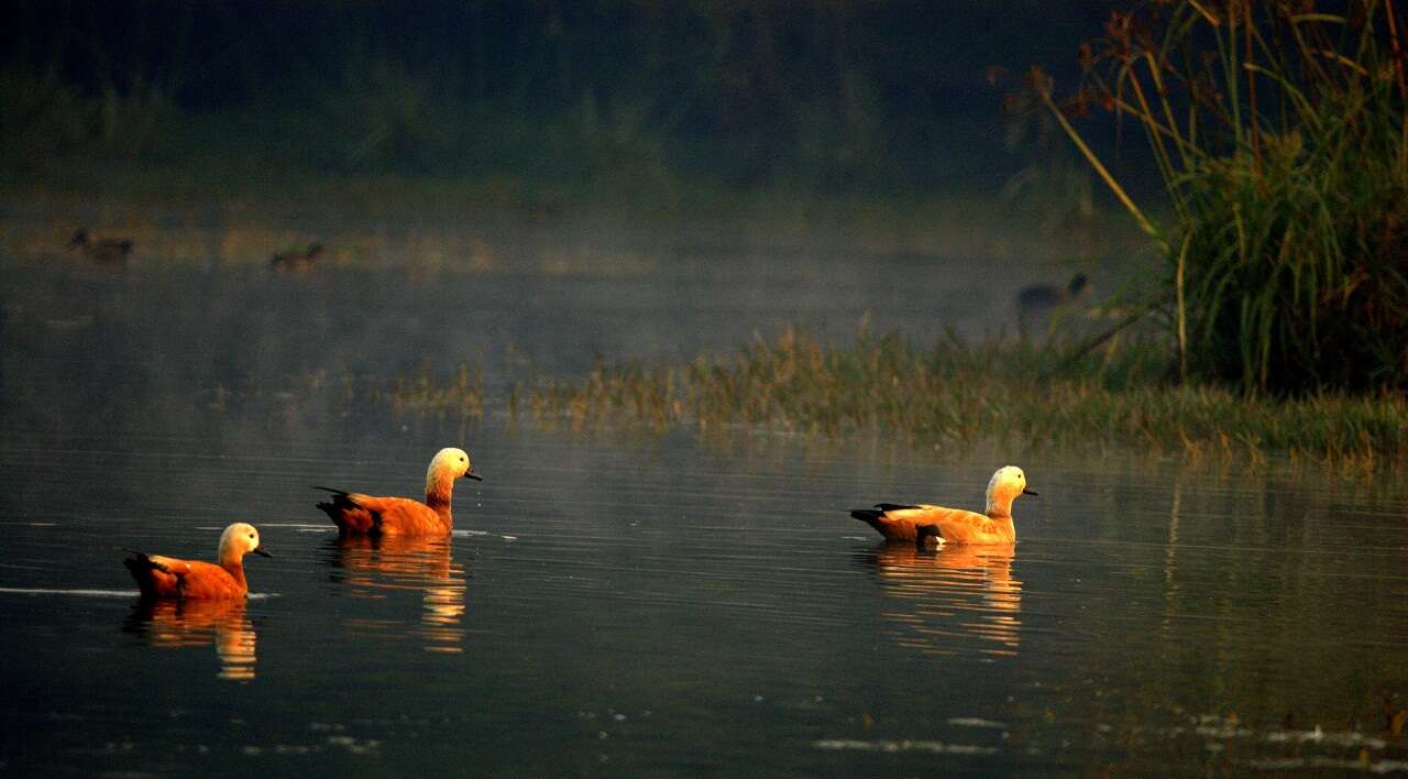 Image of Ruddy Shelduck