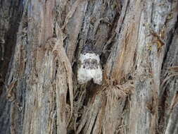 Olethreutes bipartitana Clemens 1860 resmi