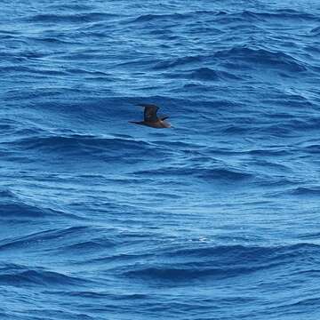 Image of Wedge-tailed Shearwater