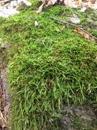 Image of callicladium moss