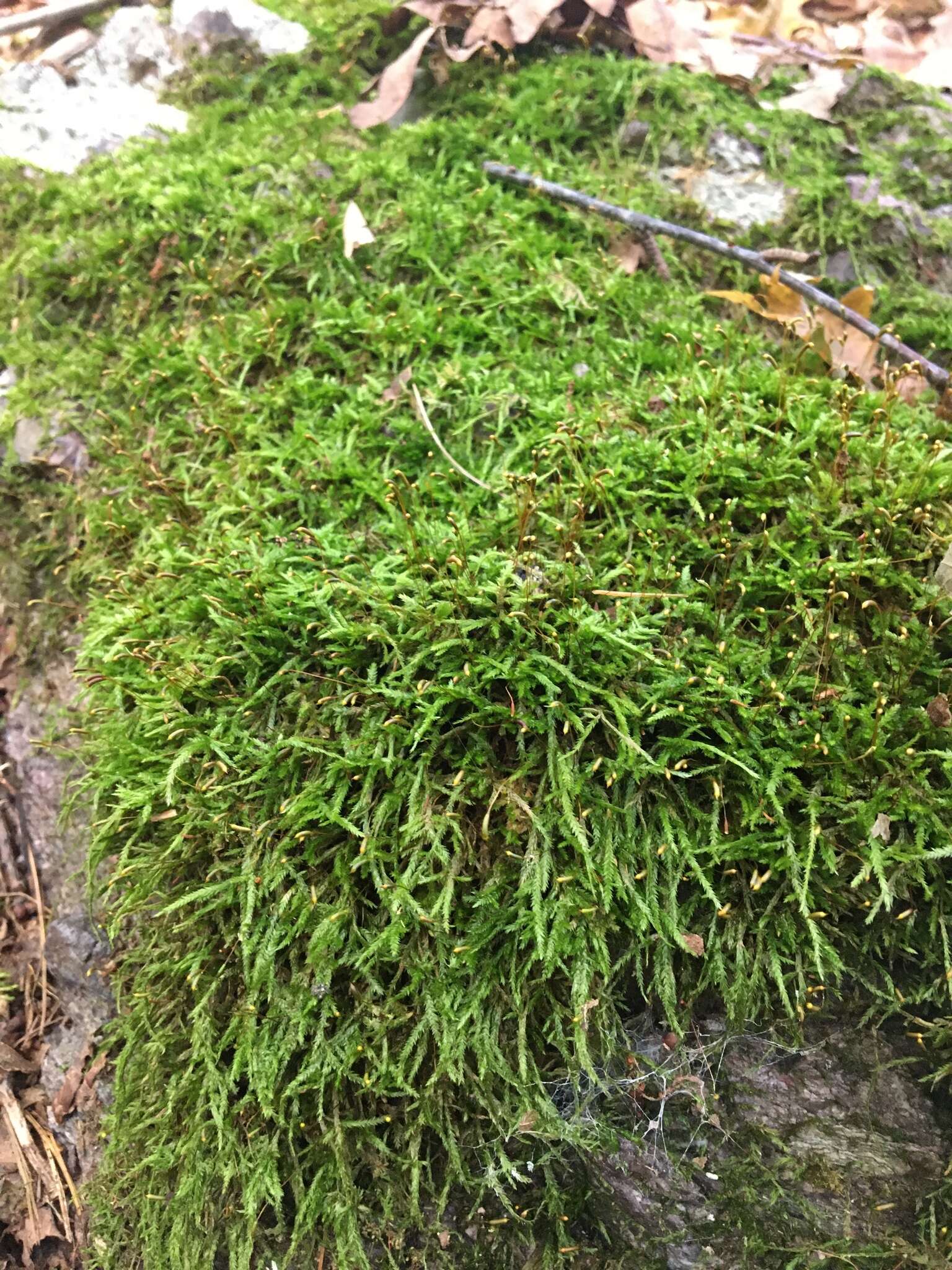 Image of callicladium moss