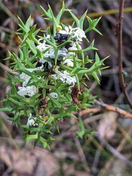 Image of Grevillea trifida (R. Br.) Meissner