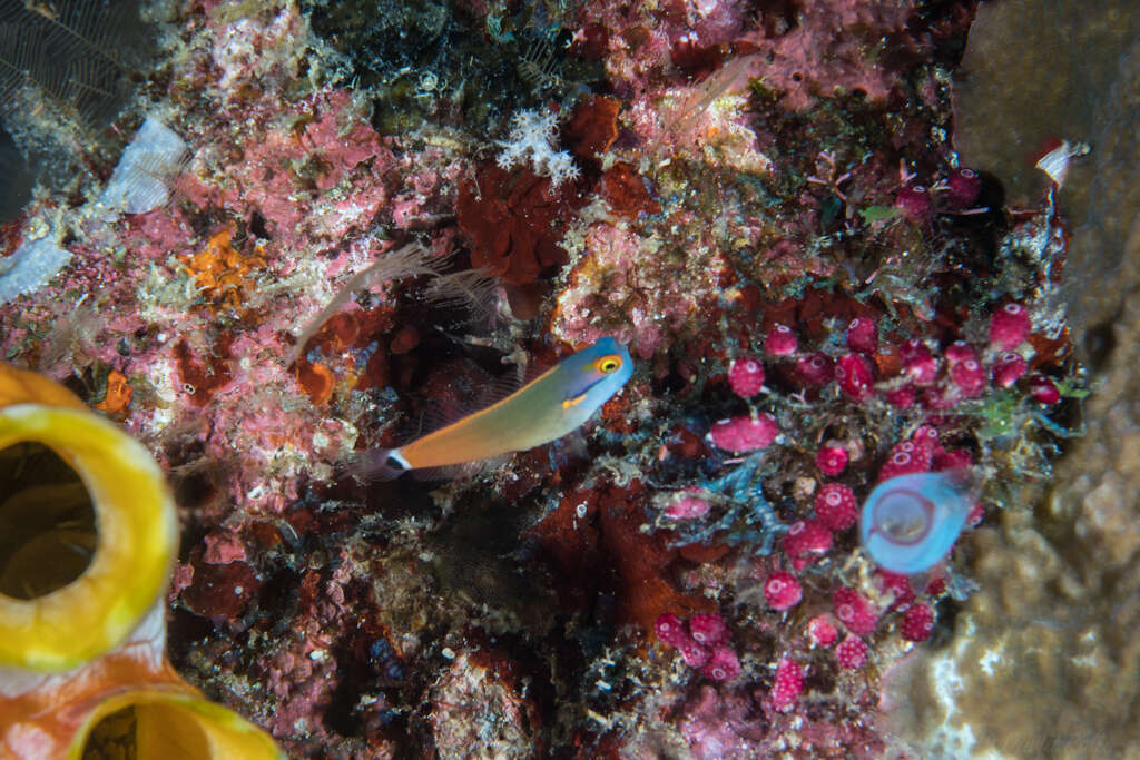 Image of Tail-spot Combtooth-Blenny