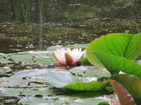 Image of European white waterlily