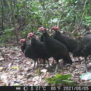 Image of Black Guineafowl