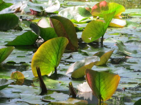 Image of European white waterlily