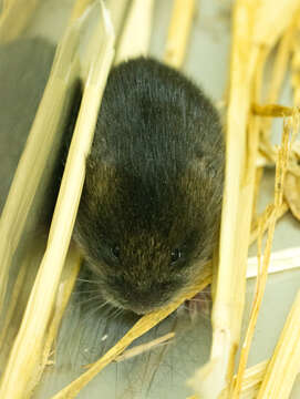 Image of Amargosa Vole