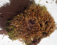 Image of acuminate pleuridium moss