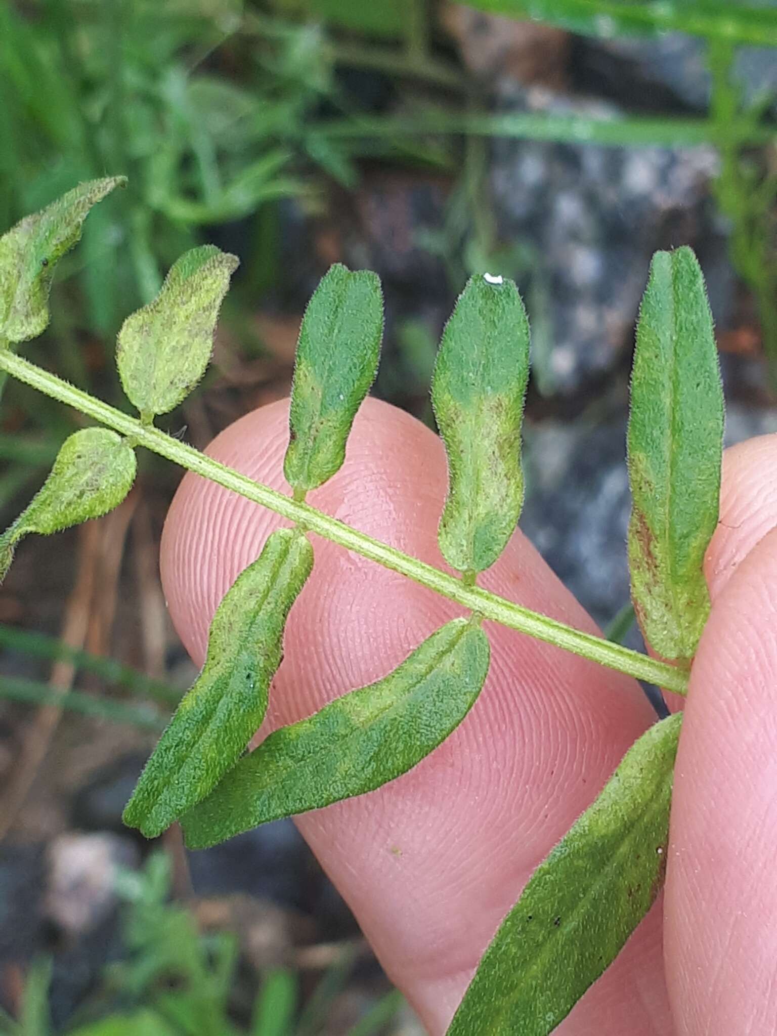 Image of Peronospora mayorii