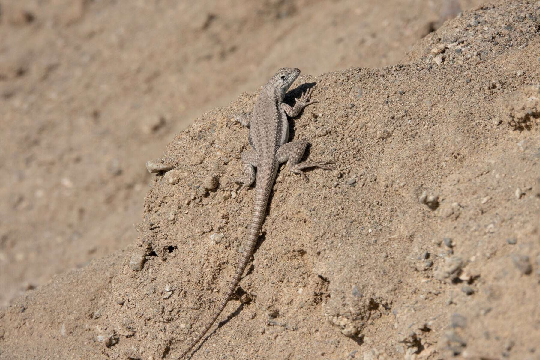 Слика од Microlophus atacamensis (Donoso-barros 1960)