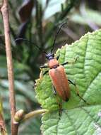 Image of Stictoleptura (Aredolpona) rubra (Linné 1758)