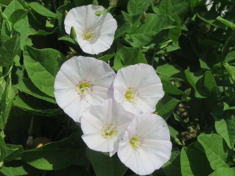 Image of Field Bindweed