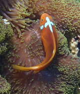 Image of White-bonnet anemonefish