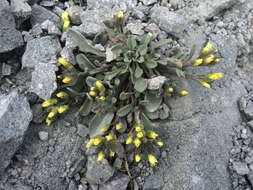 Image of Mt. Lassen draba