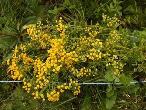 Image of Alecost or Balsam Herb