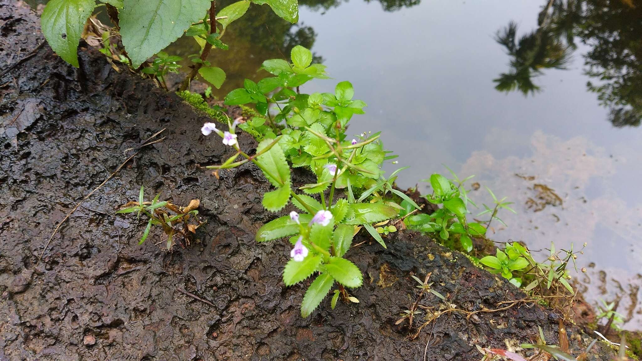 Image de Bonnaya ciliata (Colsm.) Spreng.