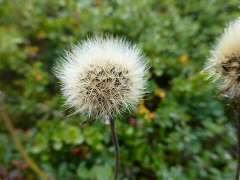 Image of alpine hawkweed