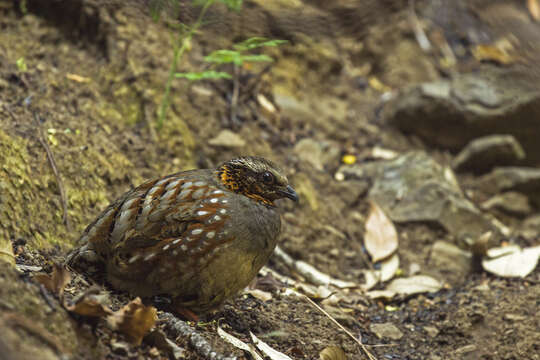 Image of Rufous-throated Hill Partridge