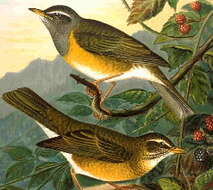 Image of thrushes