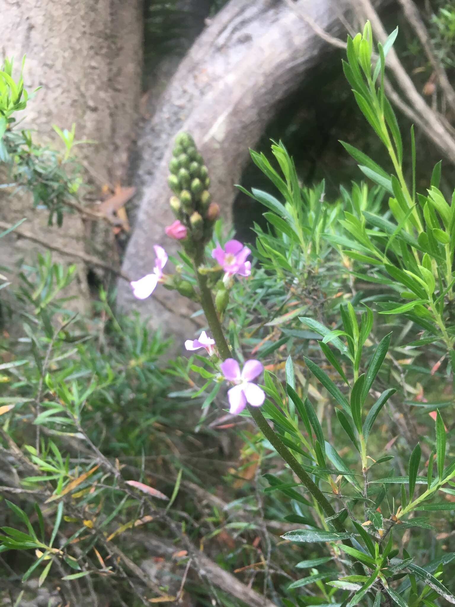 Image of Stylidium graminifolium Sw. ex Willd.