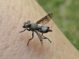 Image of Fly