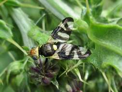 Image of Urophora cardui (Linnaeus 1758)