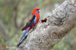 Image of Crimson Rosella