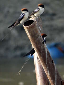 Image of Wire-tailed Swallow