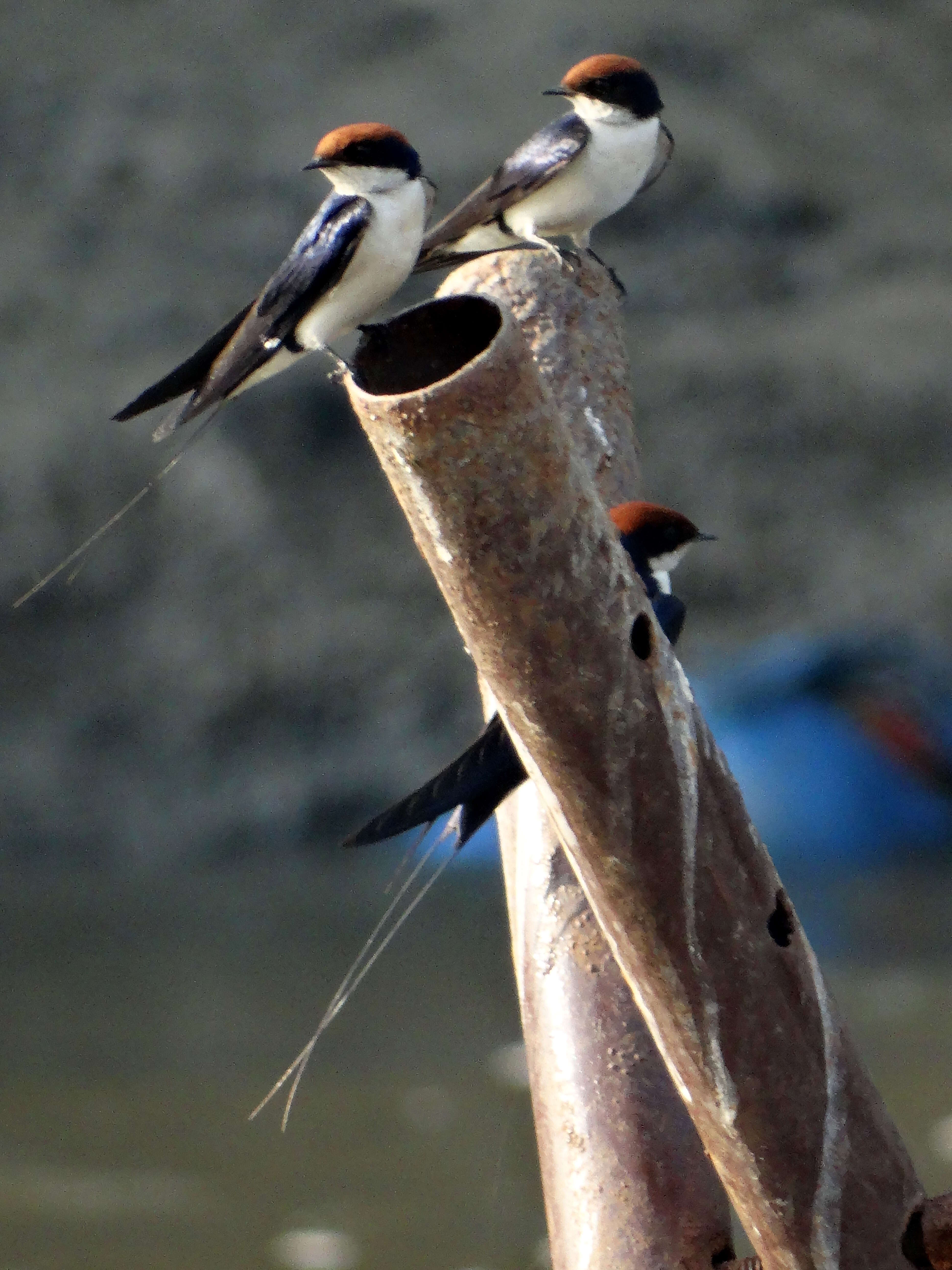 Hirundo smithii Leach 1818 resmi