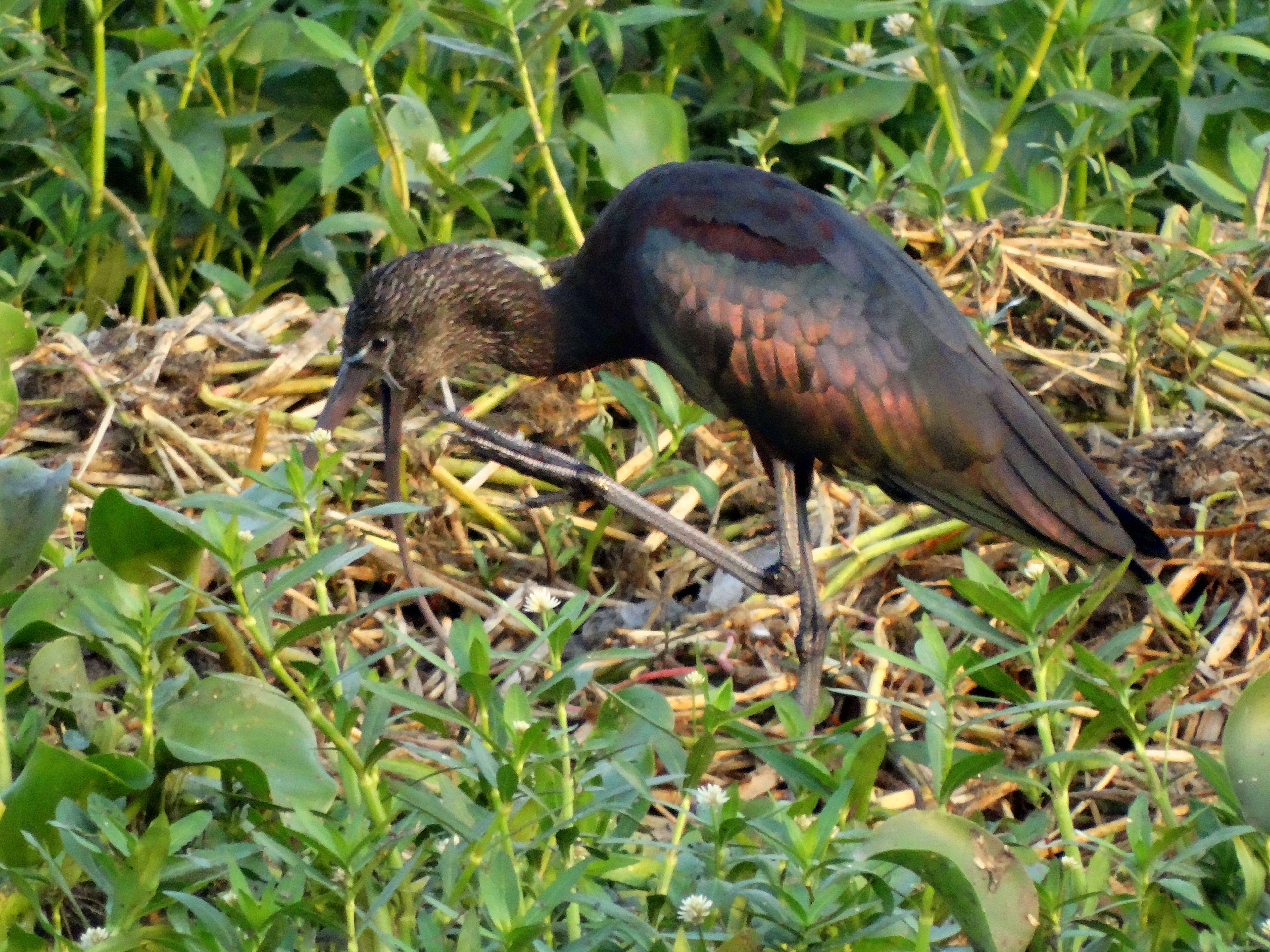 Image of Plegadis Kaup 1829