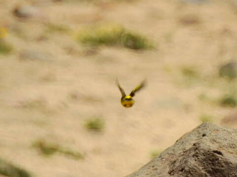 Image of Yellow-rumped Siskin