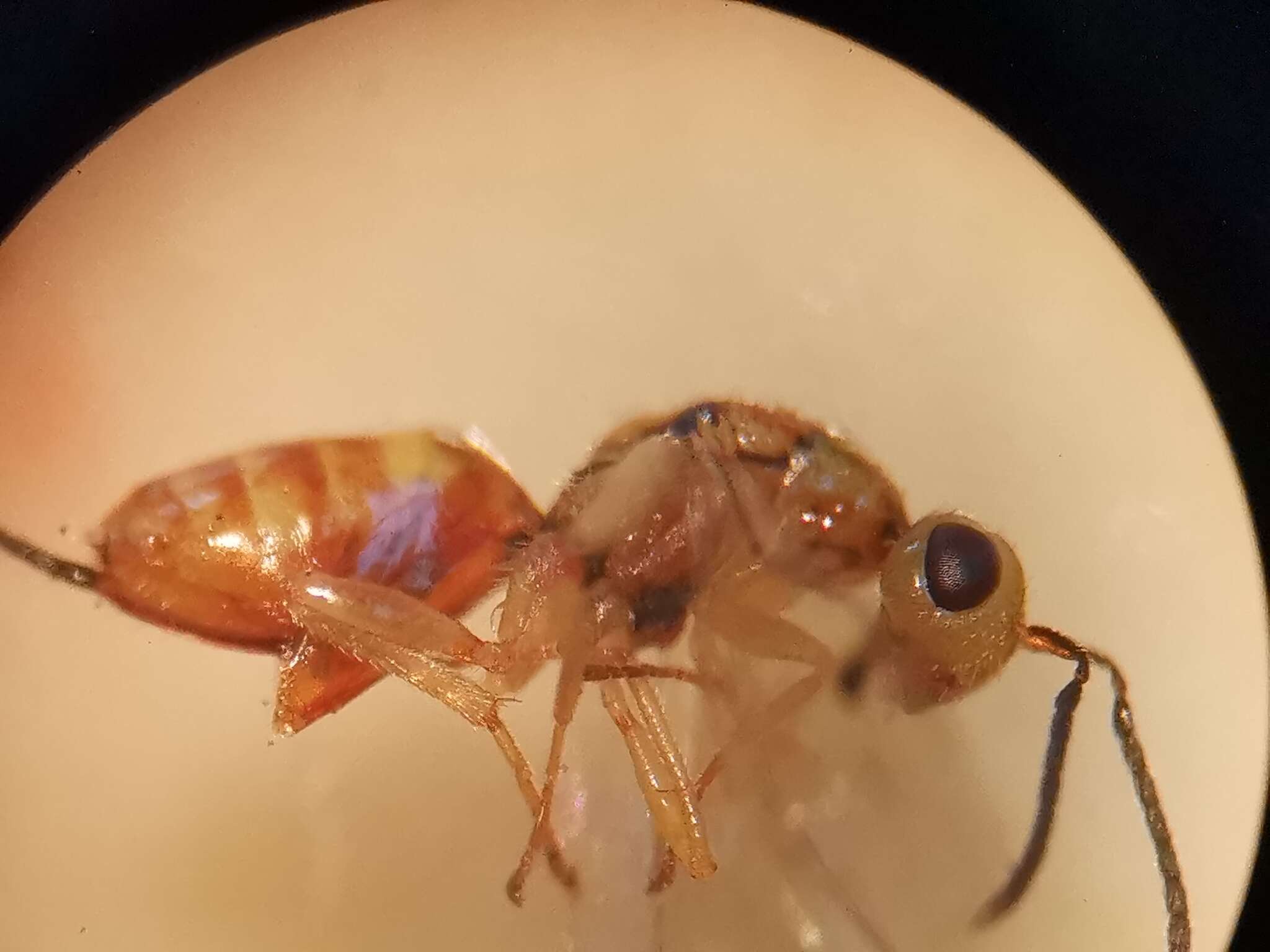 Megastigmus aculeatus (Swederus 1795) resmi