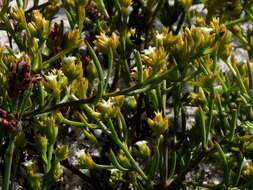 Image of Thesium acuminatum A. W. Hill