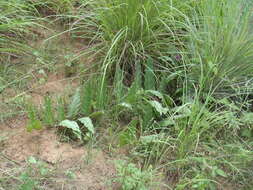 Image of Ipomoea ommanneyi Rendle