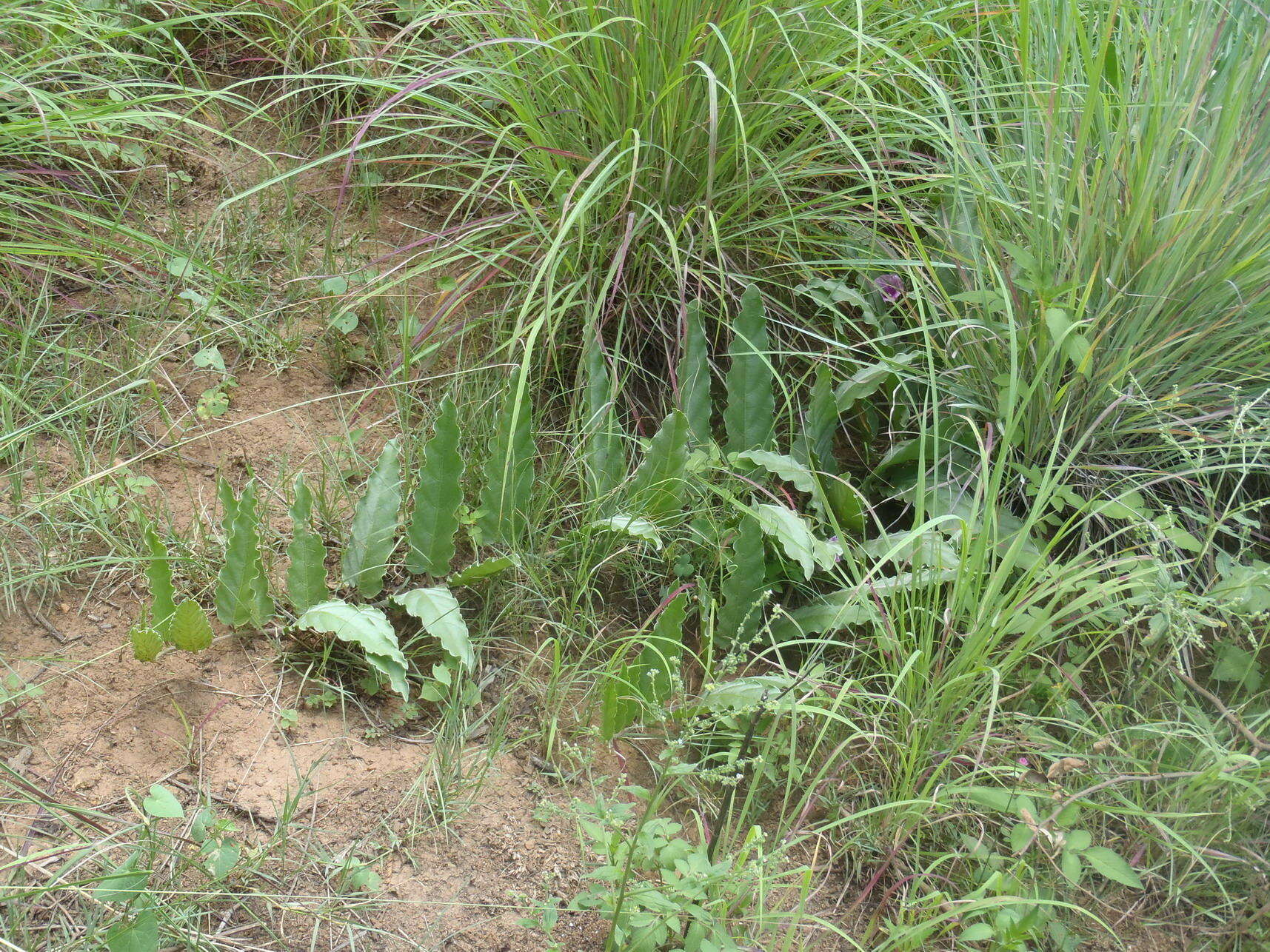 Image of Ipomoea ommanneyi Rendle