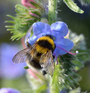 Image of Small garden bumblebee