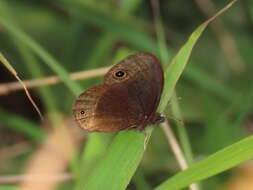 Image de Manerebia nevadensis Krüger 1924