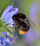 Image of Red tailed bumblebee