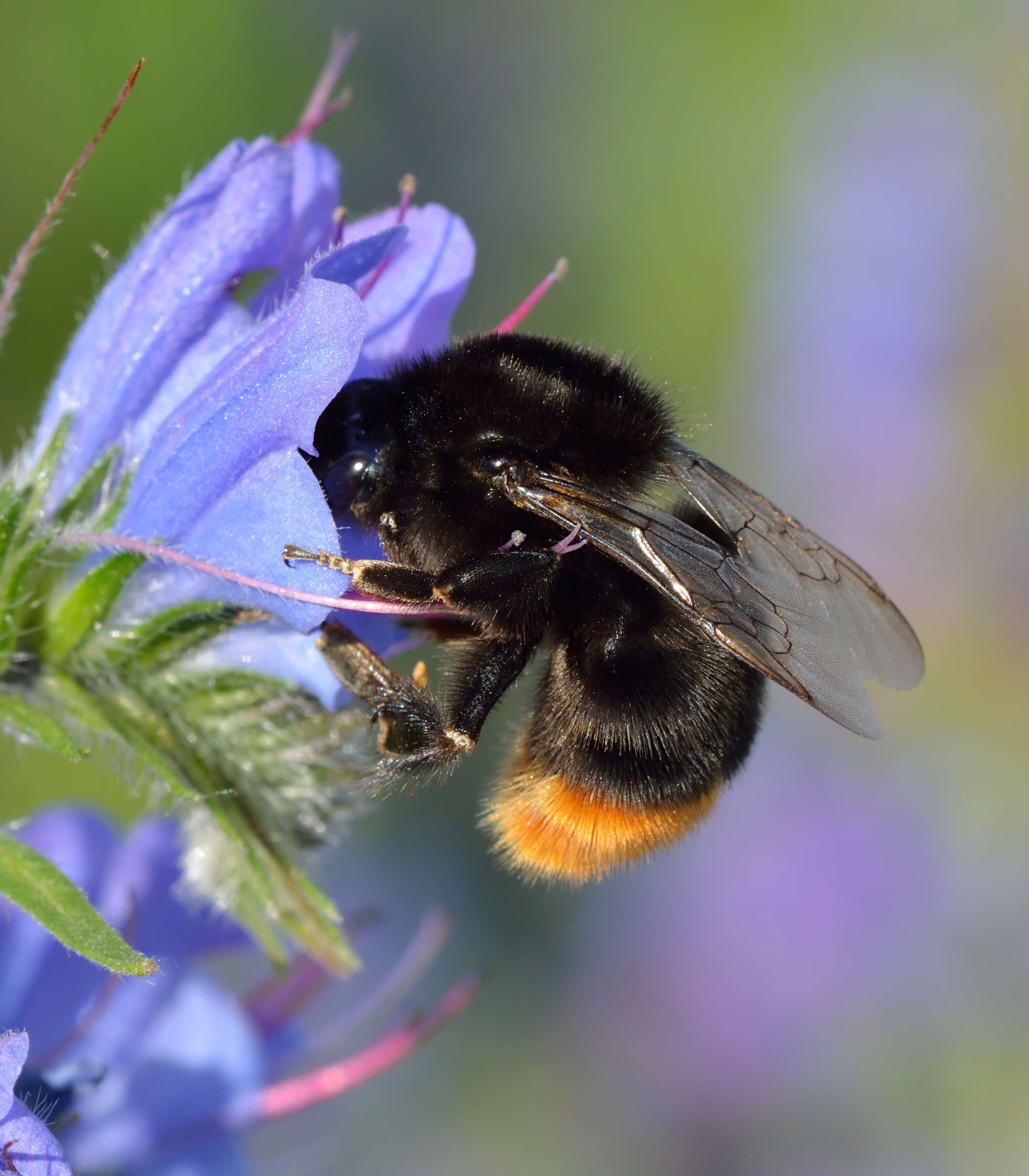 Image of Red tailed bumblebee