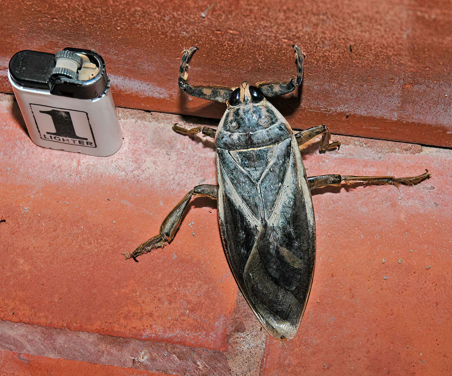 Image of Lethocerus maximus De Carlo 1938