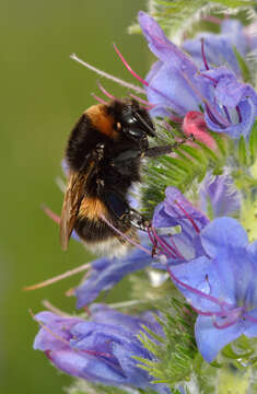 Image of White-tailed bumblebee