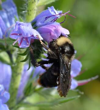 Image of Bombus rupestris (Fabricius 1793)